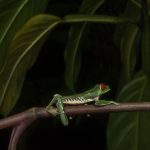 Unveiling the Secrets of the Jungle: Night Tours in Manuel Antonio