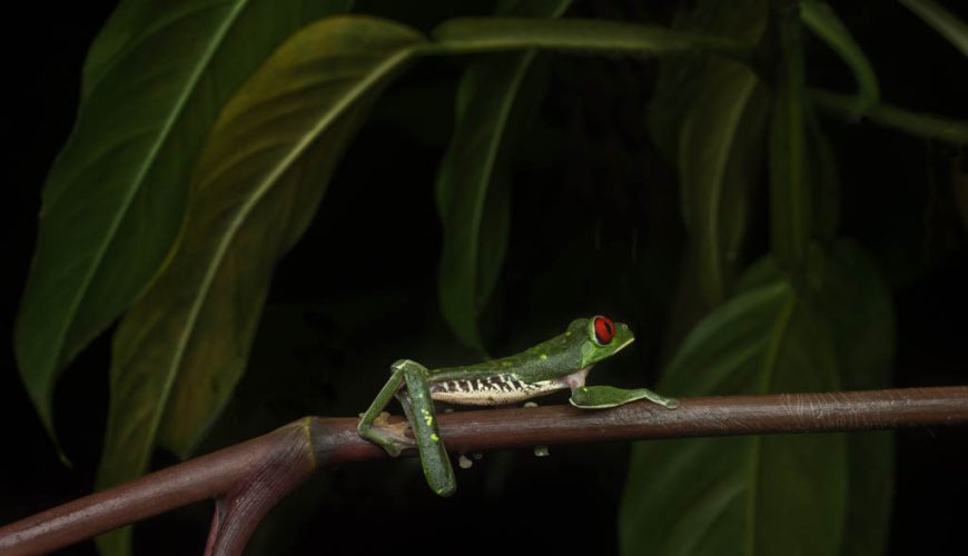 Unveiling the Secrets of the Jungle: Night Tours in Manuel Antonio